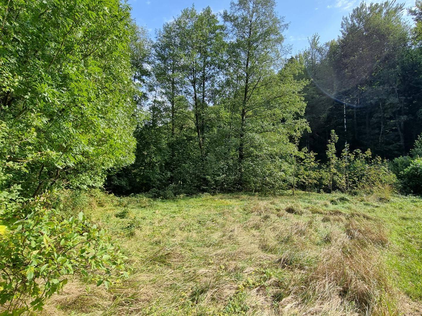 Weitläufige grüne Fläche mit hohen Bäumen und viel natürlichem Licht.