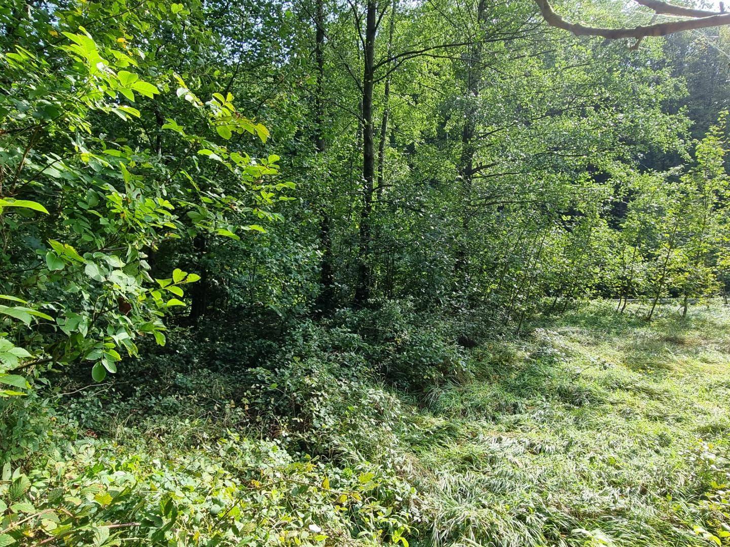 Dichte Vegetation und Bäume am Waldrand, eine unberührte Naturlandschaft.