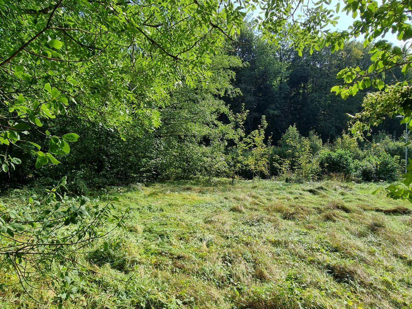 Sonnige Wiese am Waldrand mit üppiger Vegetation und frischem Grün.