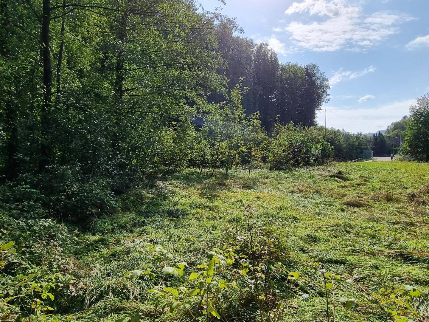 Natürliche Landschaft mit Wiesen und Bäumen, im Hintergrund eine Straße erkennbar.