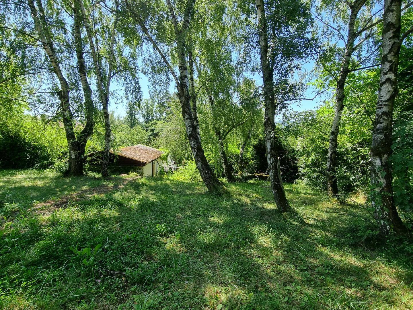 Gartenbereich mit mehreren Birken und einem kleinen, rustikalen Schuppen im Hintergrund.
