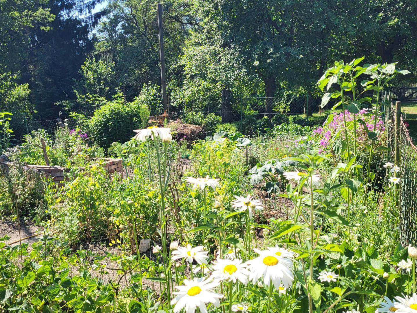 Farbenfroher Garten mit verschiedenen Blumen, darunter weiße Gänseblümchen, und üppigen Pflanzen.