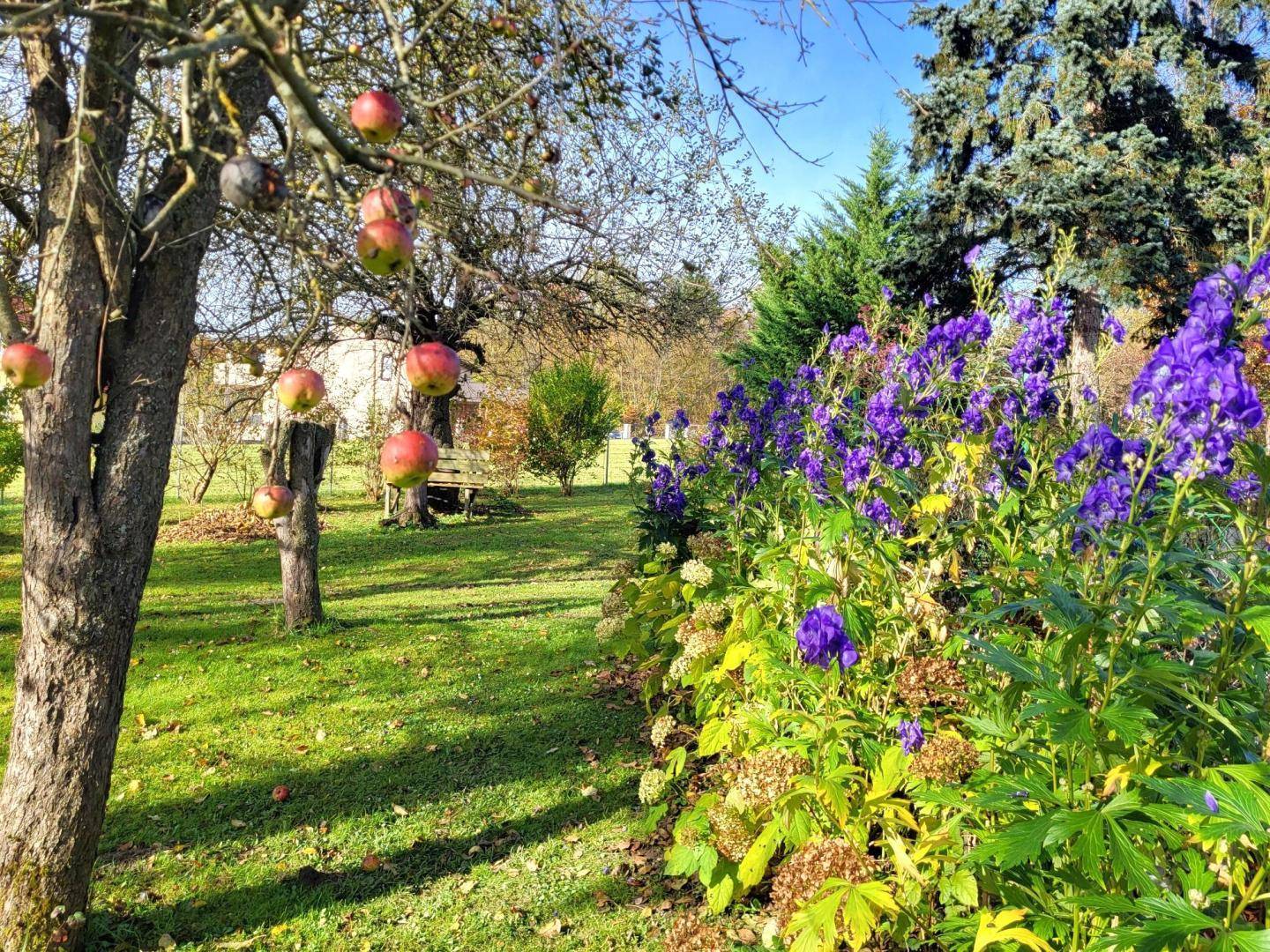 Herbstlicher Garten mit Apfelbaum, grünem Rasen und leuchtend violetten Blumen im Vordergrund.