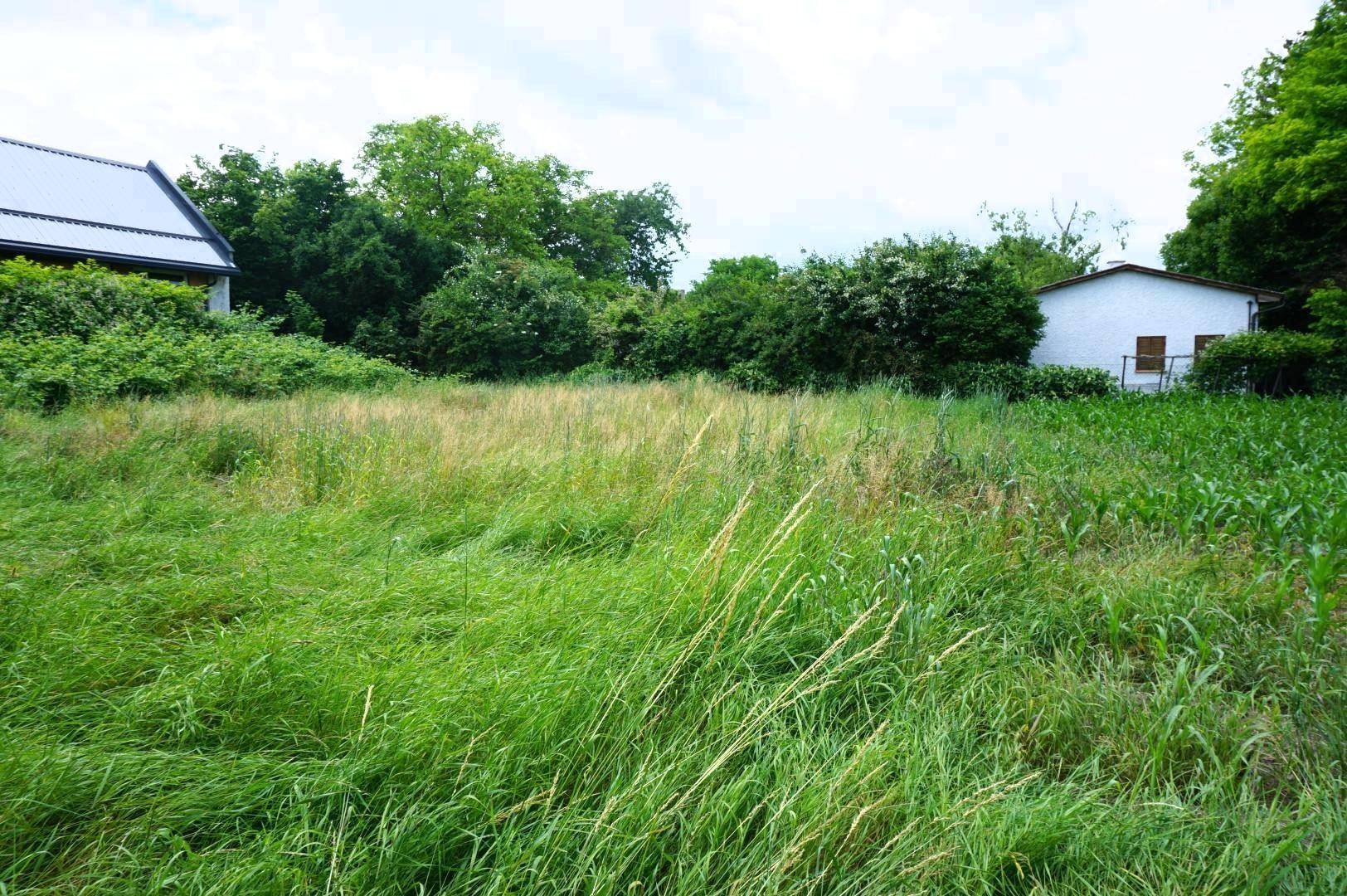 Eine weitläufige grüne Wiese mit hohem Gras und Bäumen, im Hintergrund sind zwei Gebäude zu erkennen.