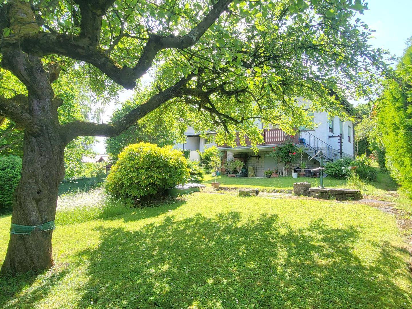 Großer, sonniger Garten mit altem Obstbaum und Blick auf das Haus mit Balkon.