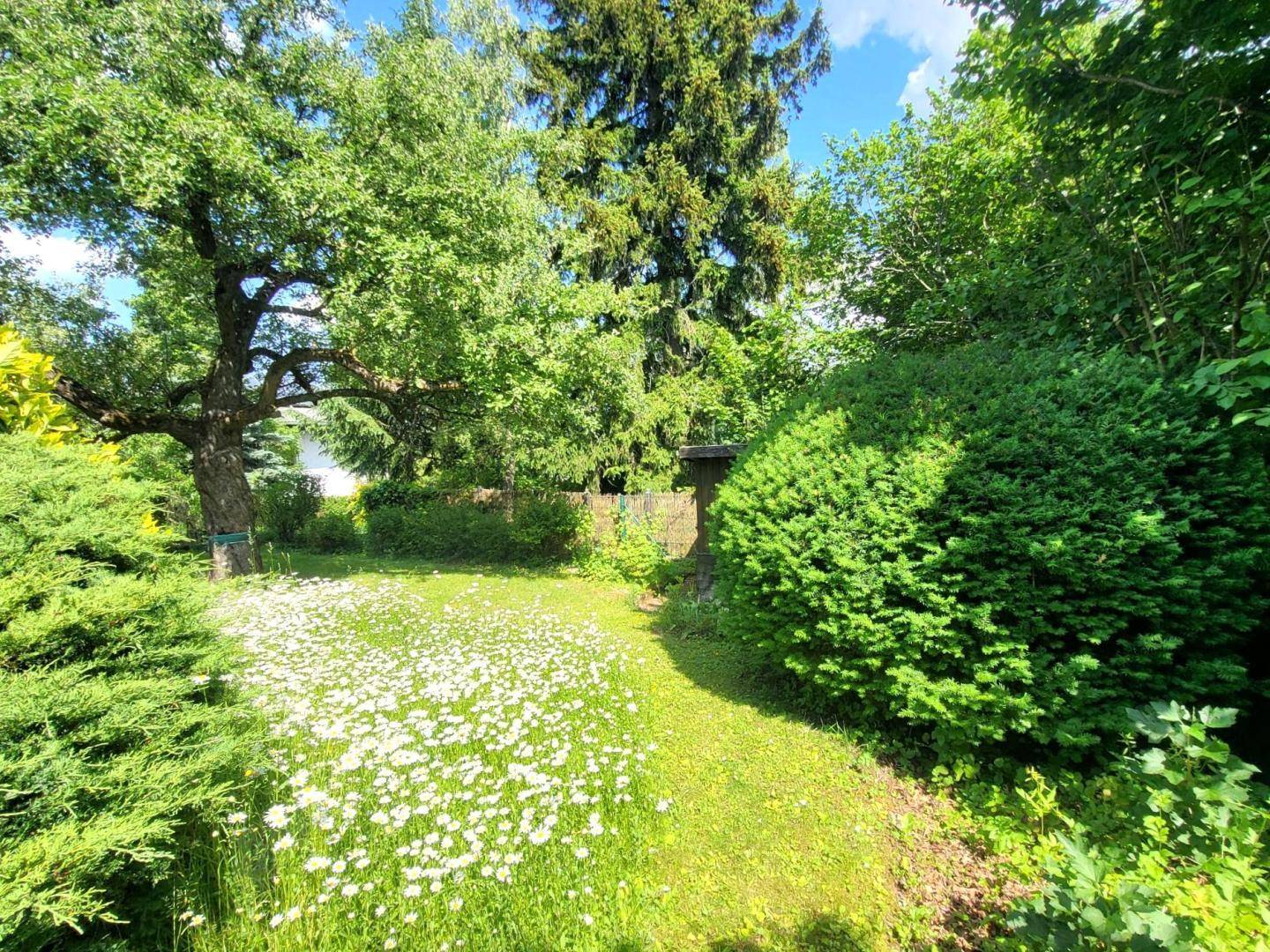 Idyllischer Gartenbereich mit blühenden Gänseblümchen, Sträuchern und hohen Bäumen.