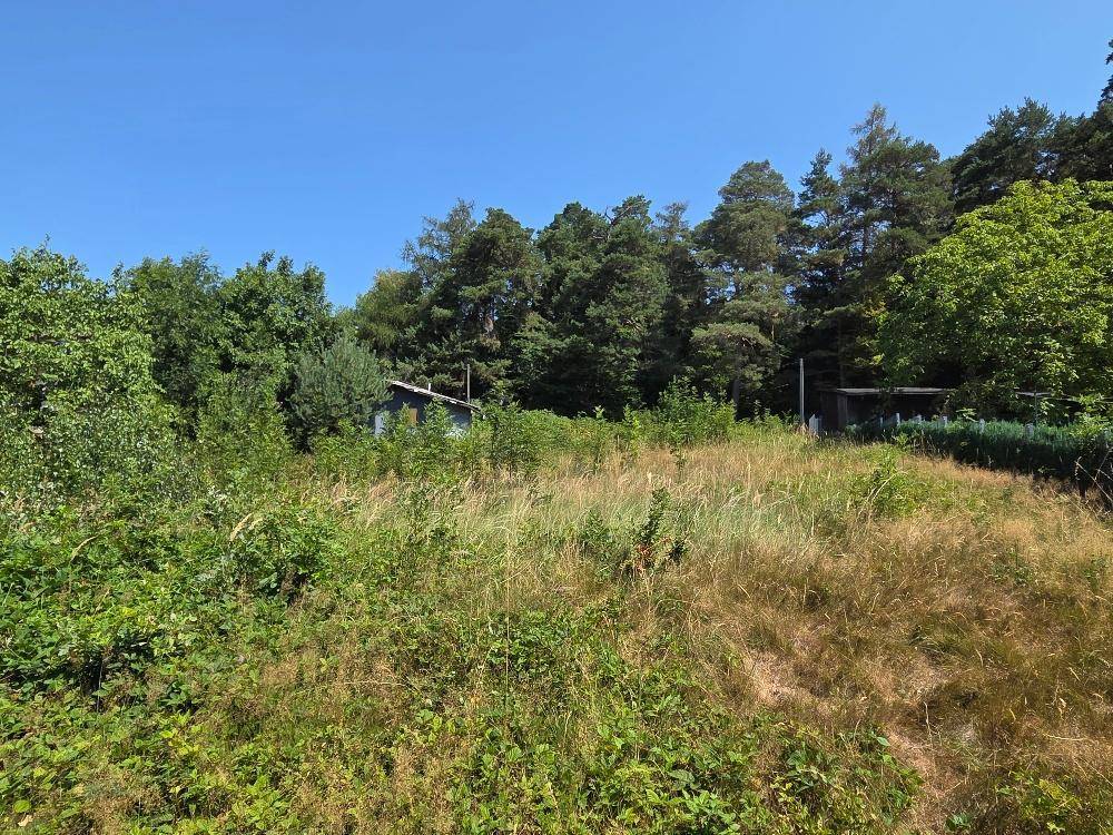 Naturbelassene Landschaft mit hohem Gras, Bäumen und einem kleinen blauen Gebäude im Hintergrund.