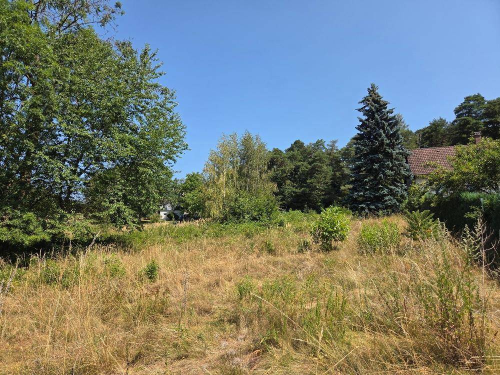 Weitläufige grüne Landschaft mit hohen Gräsern, Bäumen und einem Hausdach am Horizont.
