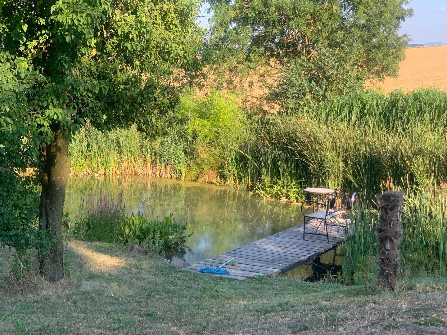 Idyllischer Teich mit kleinem Holzsteg und Sitzgelegenheit, umgeben von üppigem Grün.