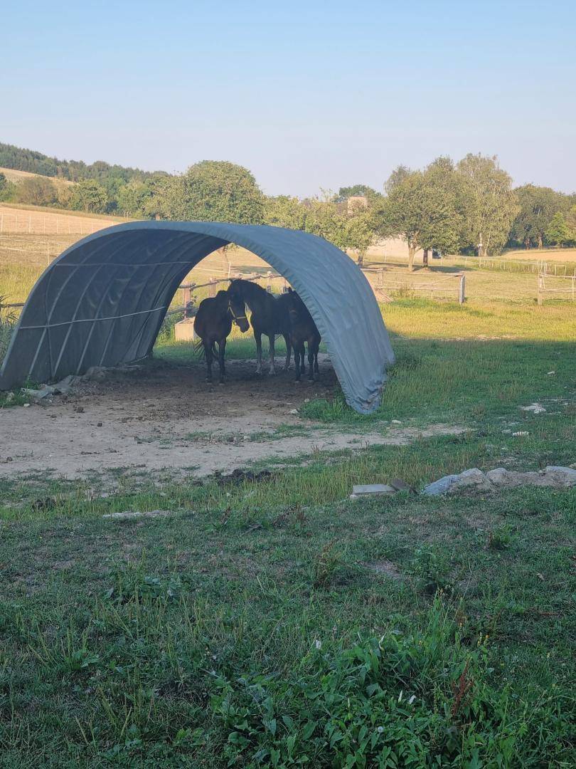 Zwei Pferde suchen Schutz unter einem Unterstand auf einer grünen Wiese.