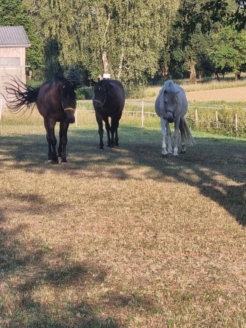 Drei Pferde grasen friedlich auf einer weitläufigen Weide unter strahlendem Sonnenschein.