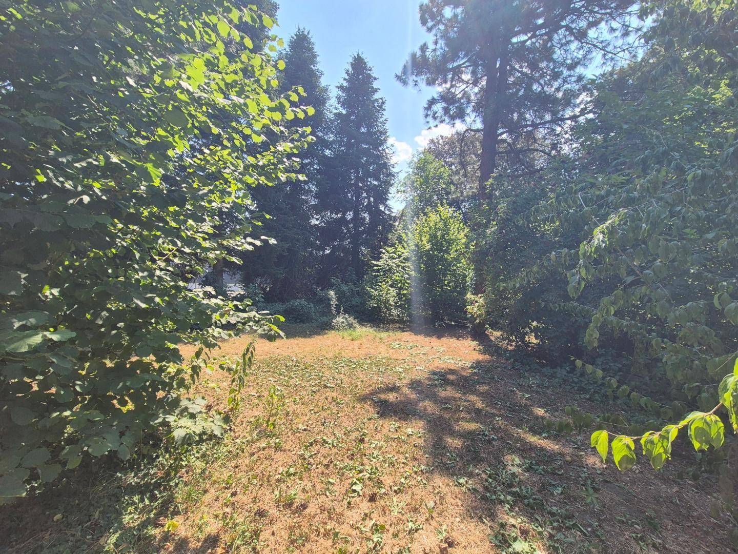 Großer, verwilderter Gartenbereich mit vielen Bäumen und Sträuchern unter blauem Himmel.