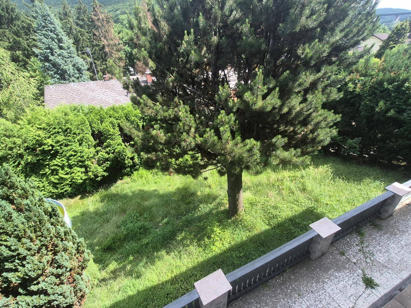 Blick auf einen ungepflegten Gartenbereich mit hohem Gras und einem großen Nadelbaum von einem Balkon.