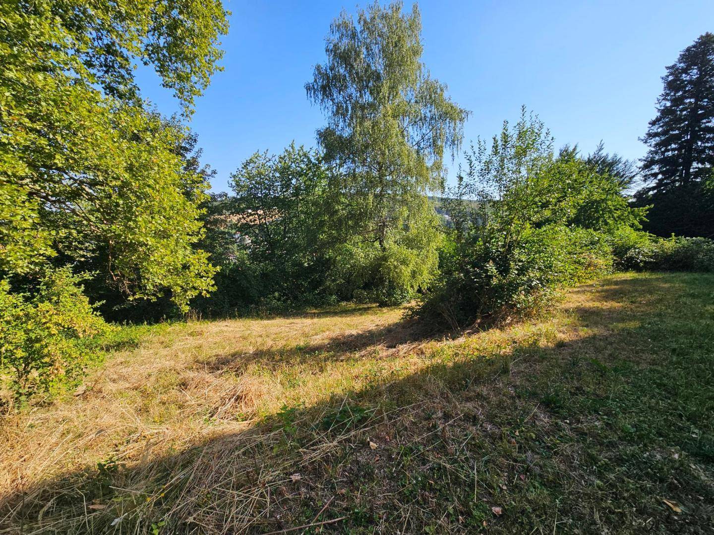 Großer, naturbelassener Gartenbereich mit altem Baumbestand und viel Grün unter blauem Himmel.