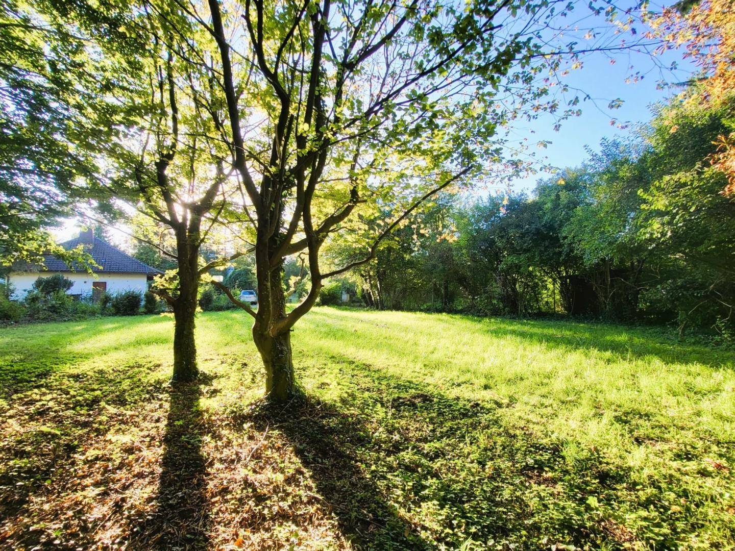 Sonnige Rasenfläche mit hohen Bäumen, die lange Schatten werfen, und einem Haus im Hintergrund.