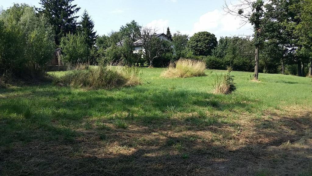 Grünes Grundstück mit hohem Gras und Bäumen, im Hintergrund ist ein Haus erkennbar.