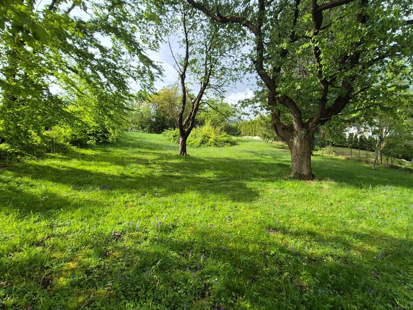 Großer, sonniger Garten mit altem Baumbestand und weitläufiger Rasenfläche.