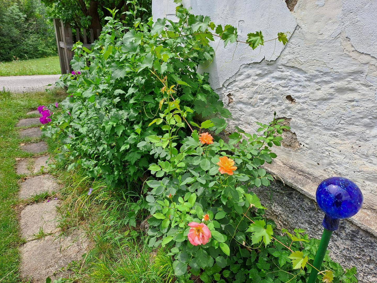 Blumenbeet entlang der Hauswand mit bunten Rosen und Trittsteinen.