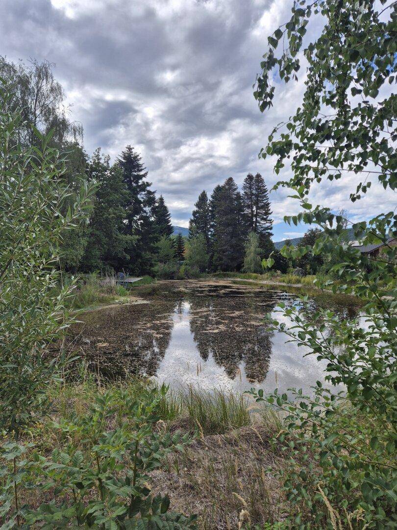 Natürlicher Teich umgeben von dichtem Grün und hohen Bäumen unter einem bewölkten Himmel.
