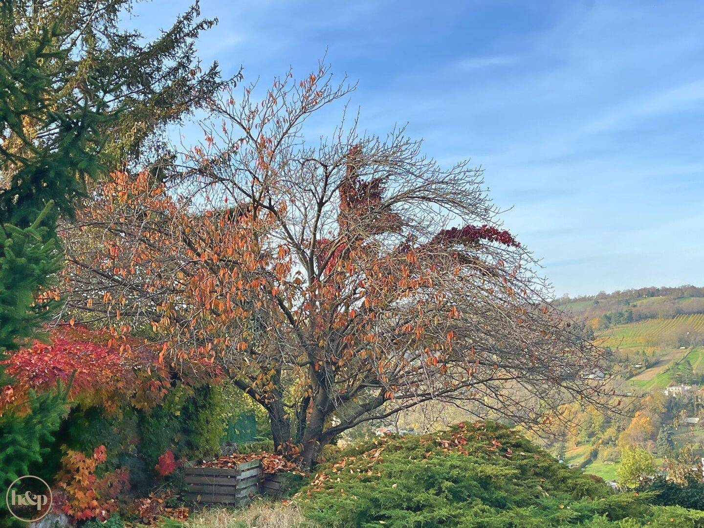 Herbstlicher Baum mit bunten Blättern im Garten, im Hintergrund sind Weinberge zu sehen.