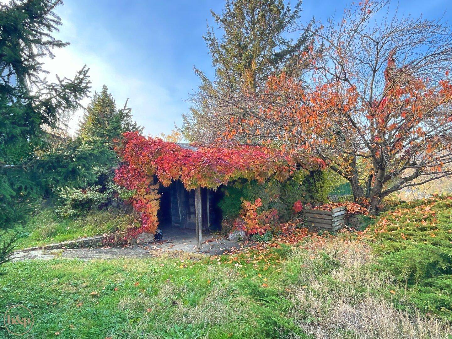 Gartenbereich mit einem von leuchtend rotem Efeu bedeckten Schuppen und Bäumen.