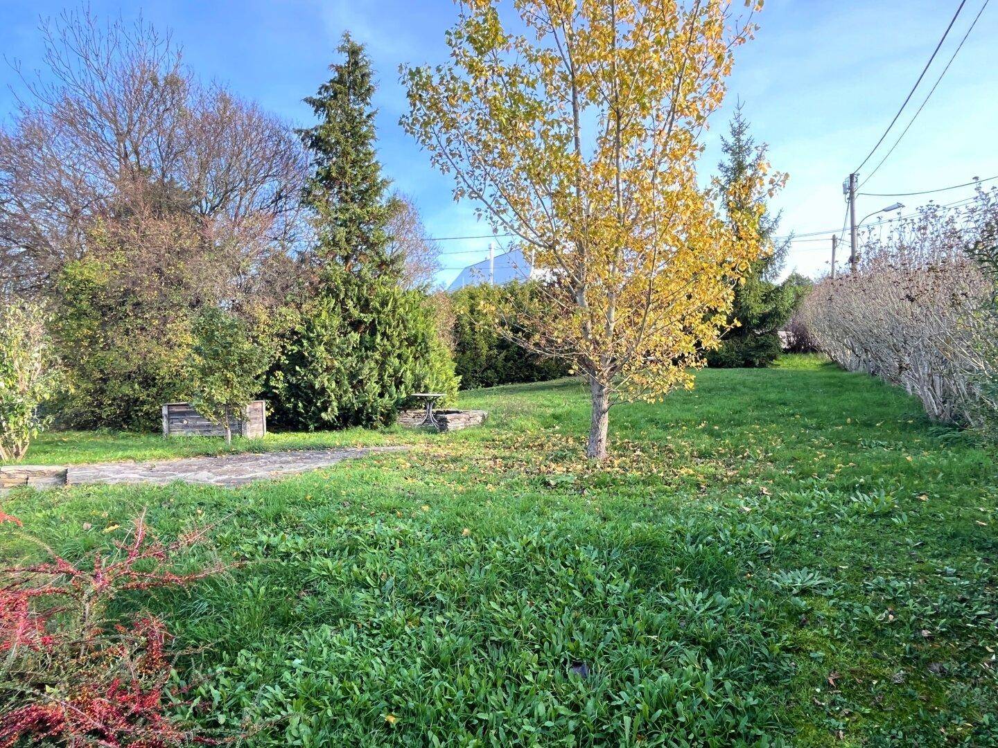 Sonniger Gartenbereich mit einem Baum in Herbstfarben und einer dichten Hecke.