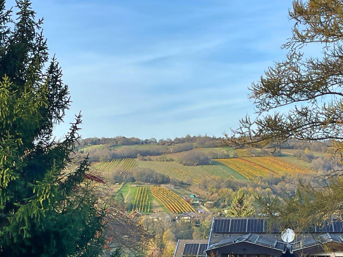 Malerischer Fernblick auf die weitläufigen Weinberge unter einem klaren blauen Himmel.
