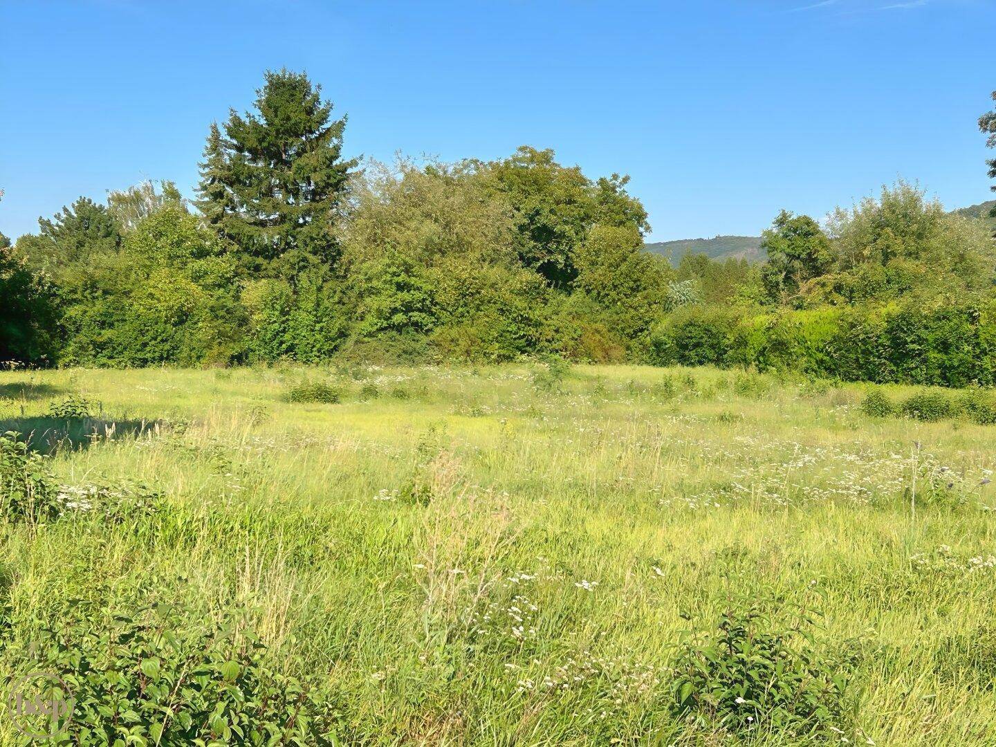 Sonniges Wiesengrundstück mit üppiger Vegetation und Blick auf die umliegende Natur.