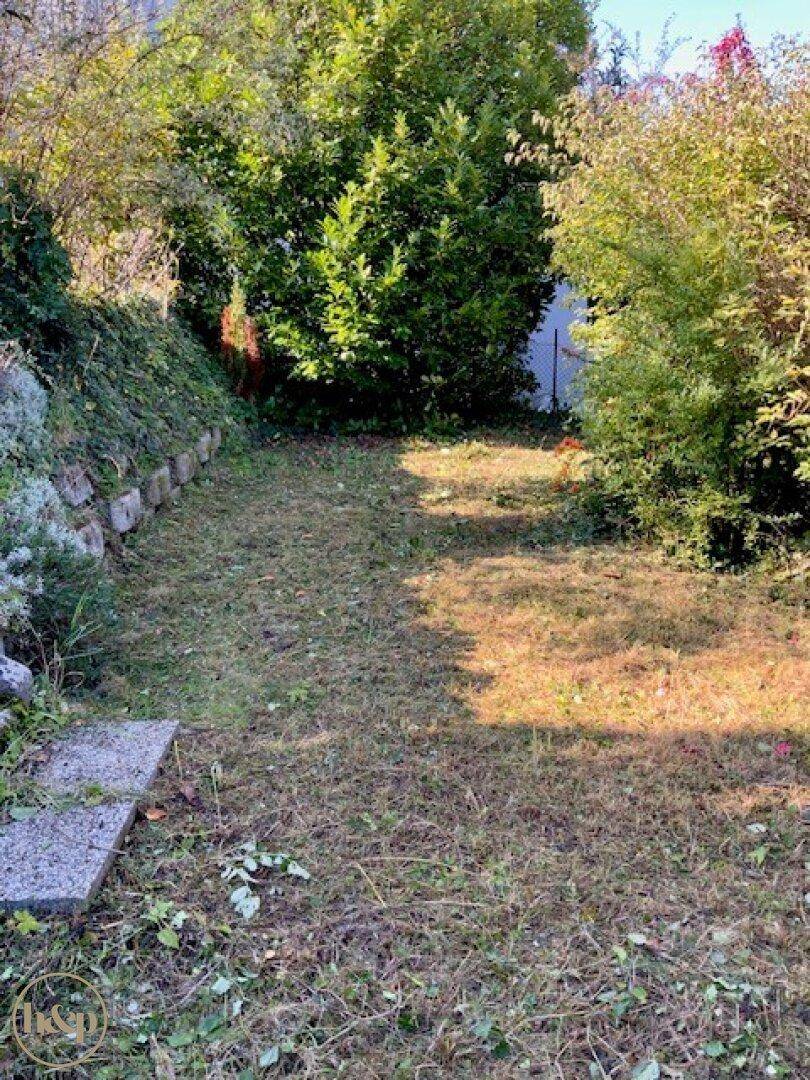 Teil eines verwilderten Gartens mit gemähtem Rasen und umgebenden Büschen unter hellem Sonnenlicht.