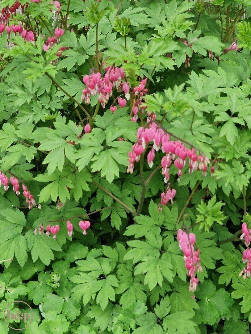 Nahaufnahme von blühenden Tränendes Herz Pflanzen mit leuchtend rosa Blüten im Garten.