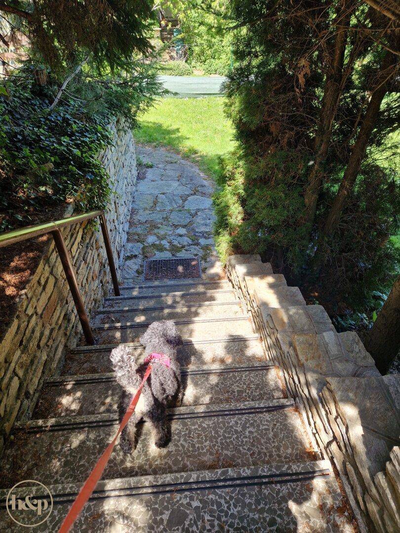 Ein Hund geht eine Steintreppe hinunter, die zu einem grünen Gartenbereich führt.