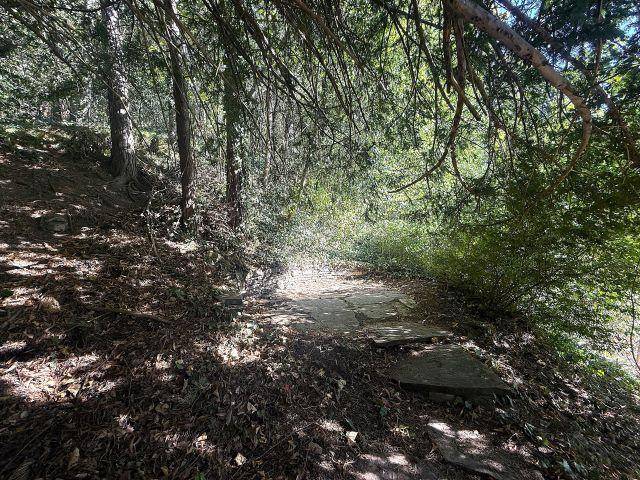 Naturbelassener Pfad führt durch einen dichten Waldabschnitt mit viel Grün und Schatten.