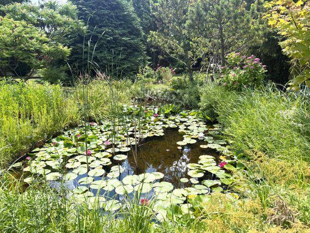 Idyllischer Gartenteich mit Seerosen und üppiger Uferbepflanzung, umgeben von viel Grün und Bäumen.