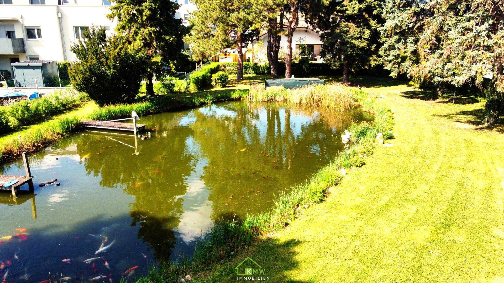 Großer Gartenteich mit Koi-Karpfen und üppiger Uferbepflanzung in sonniger Lage.