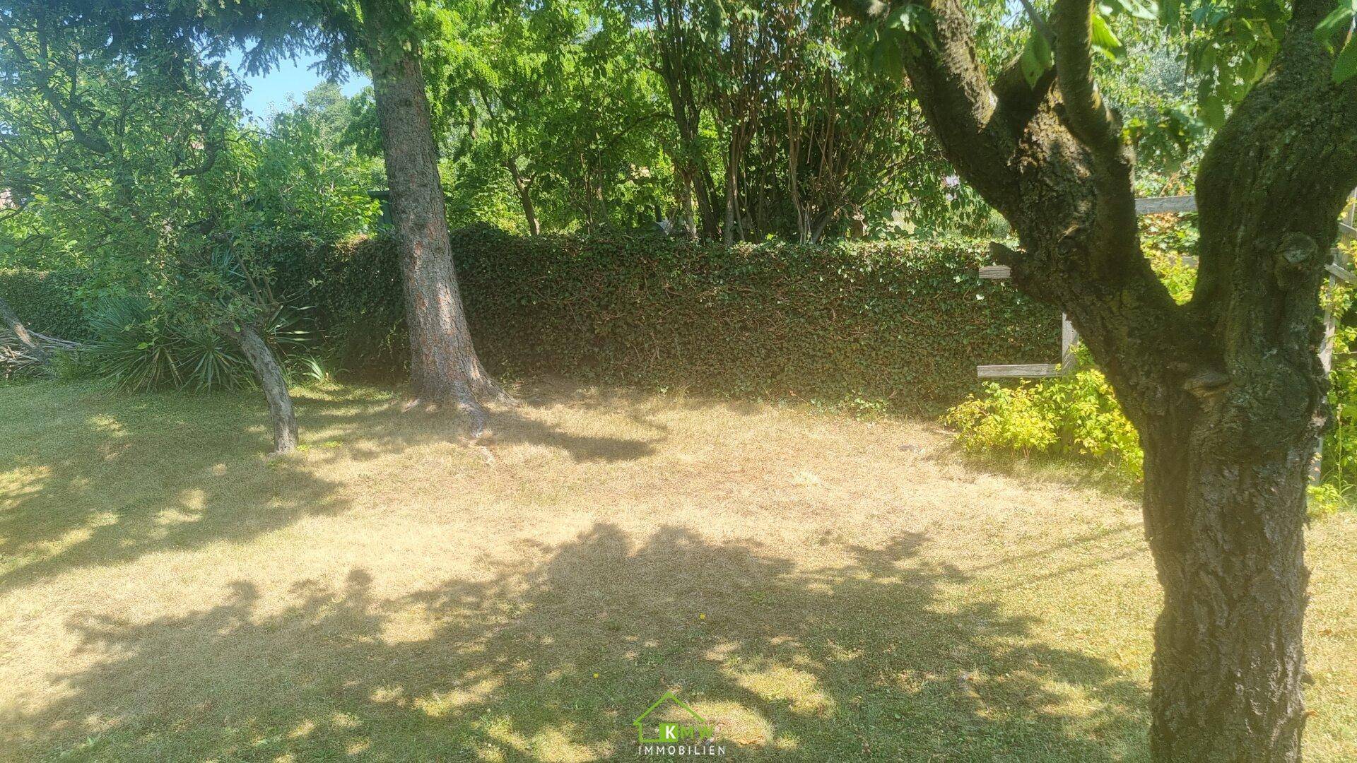 Ruhiger Gartenbereich mit dichter Hecke, hohen Bäumen und sonnigen Grasflächen.