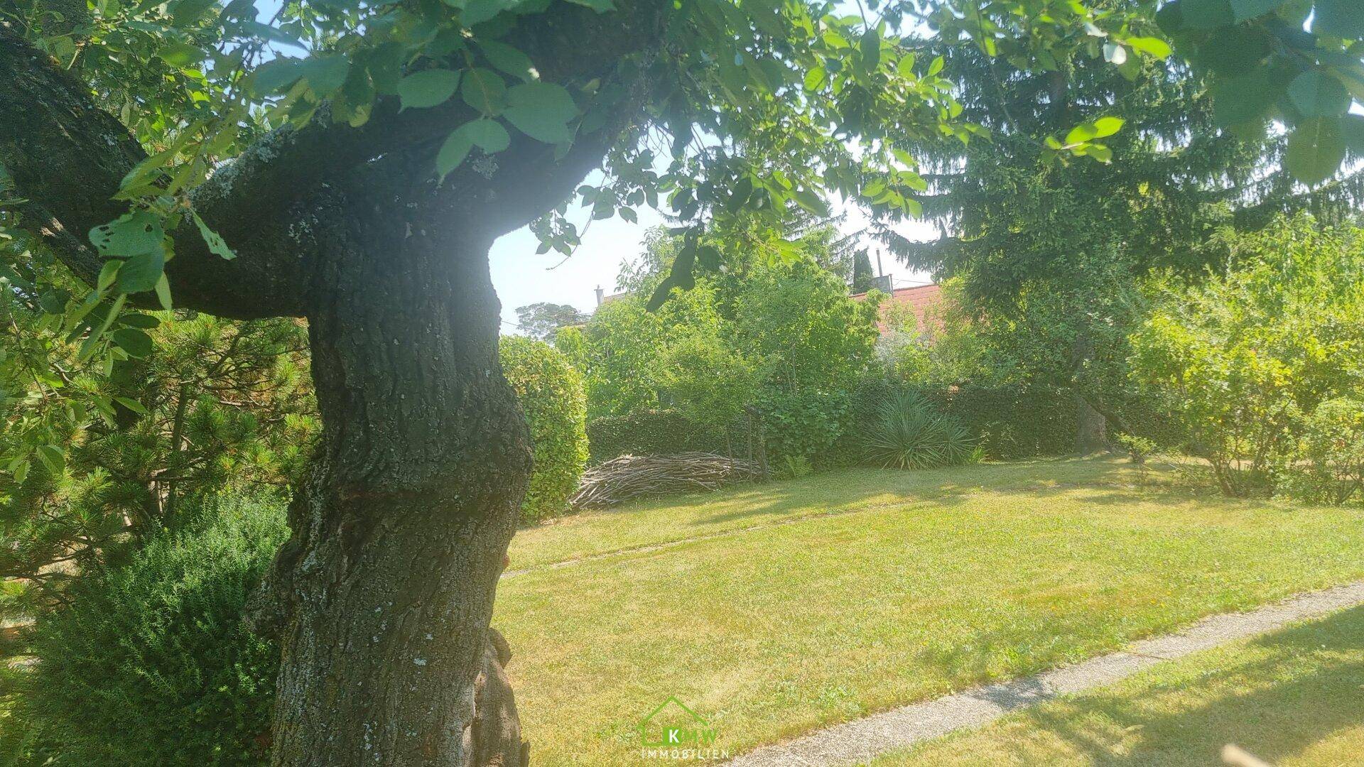 Gepflegter Gartenbereich mit altem Baum, Rasenfläche und üppiger Vegetation im Hintergrund.