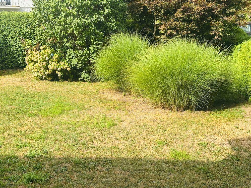 Üppige Ziergräser und grüne Büsche in einem sonnigen Gartenbereich mit Rasenfläche.