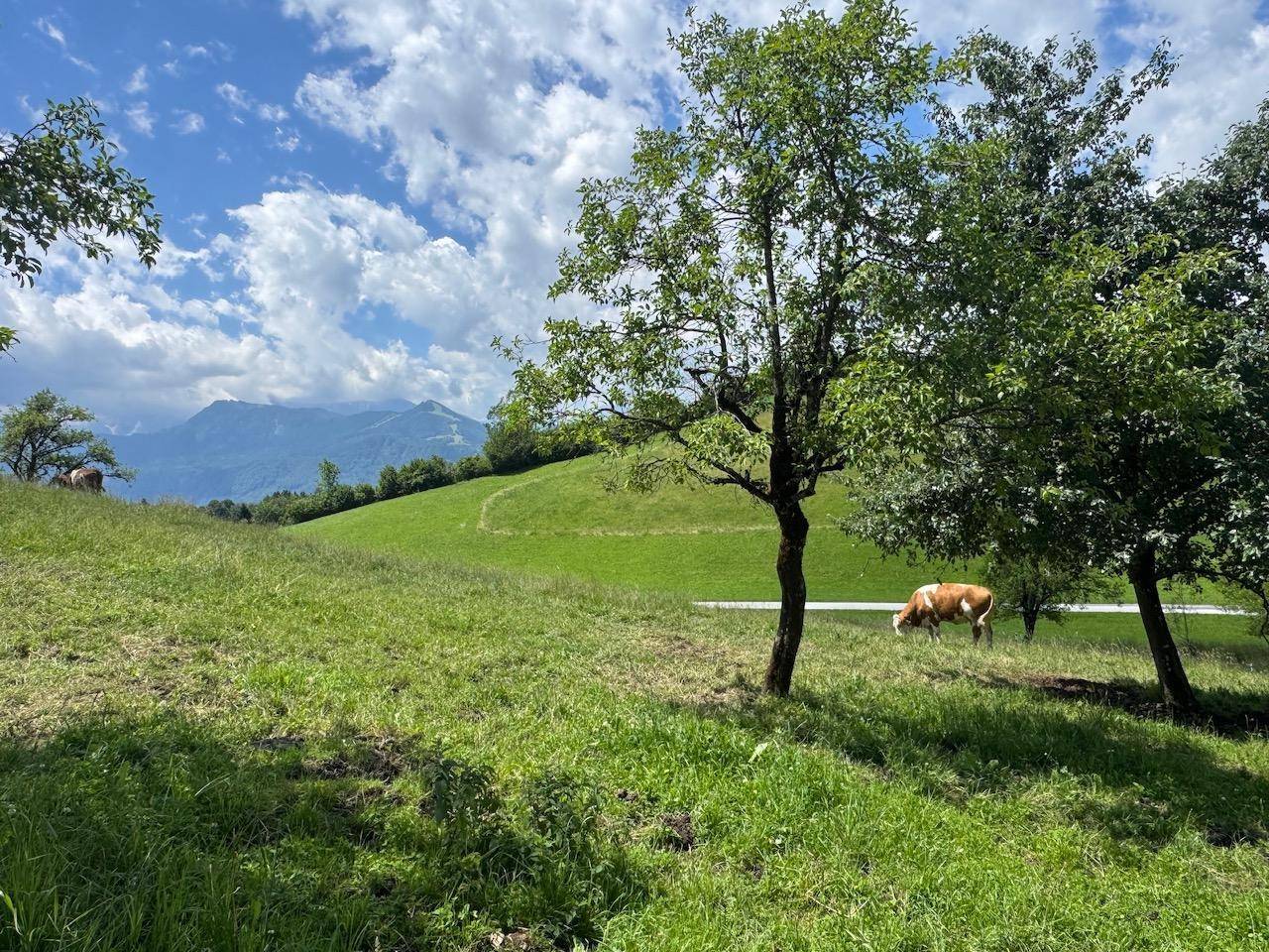 Idyllische grüne Wiese mit Bäumen und einer Kuh, im Hintergrund sanfte Hügel und Berge.