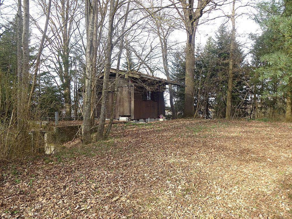 Waldrand mit hohen Bäumen und einem kleinen, rustikalen Holzgebäude im Hintergrund.