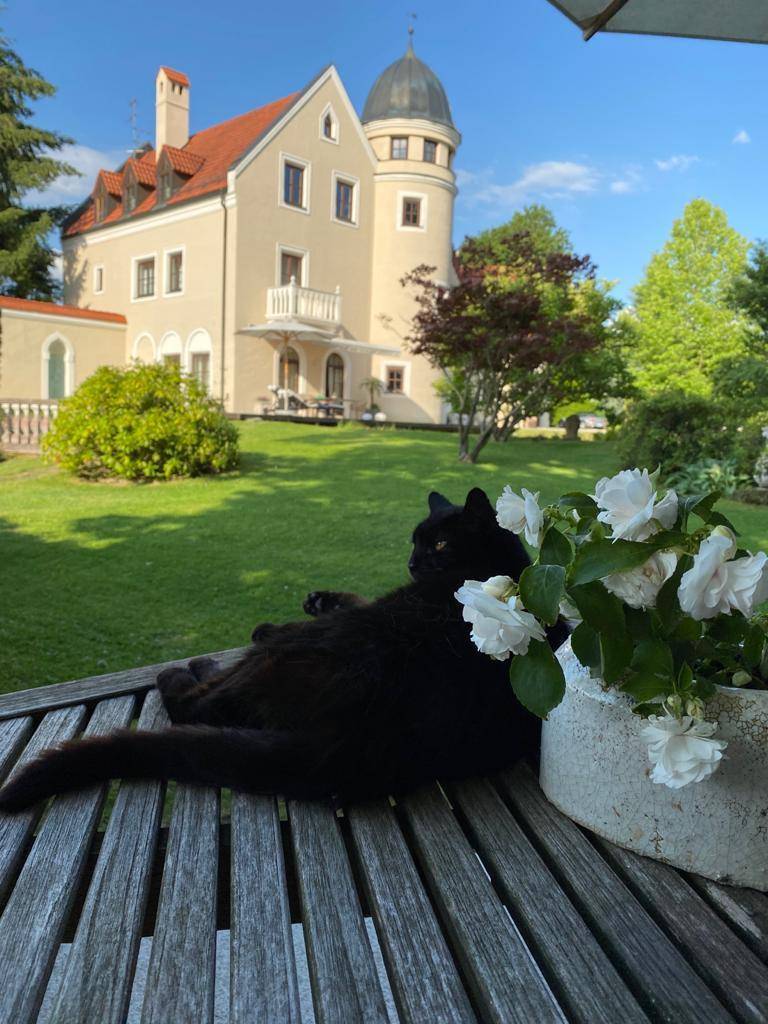 Schwarze Katze entspannt auf Holztisch im Garten mit Blick auf das elegante Anwesen.