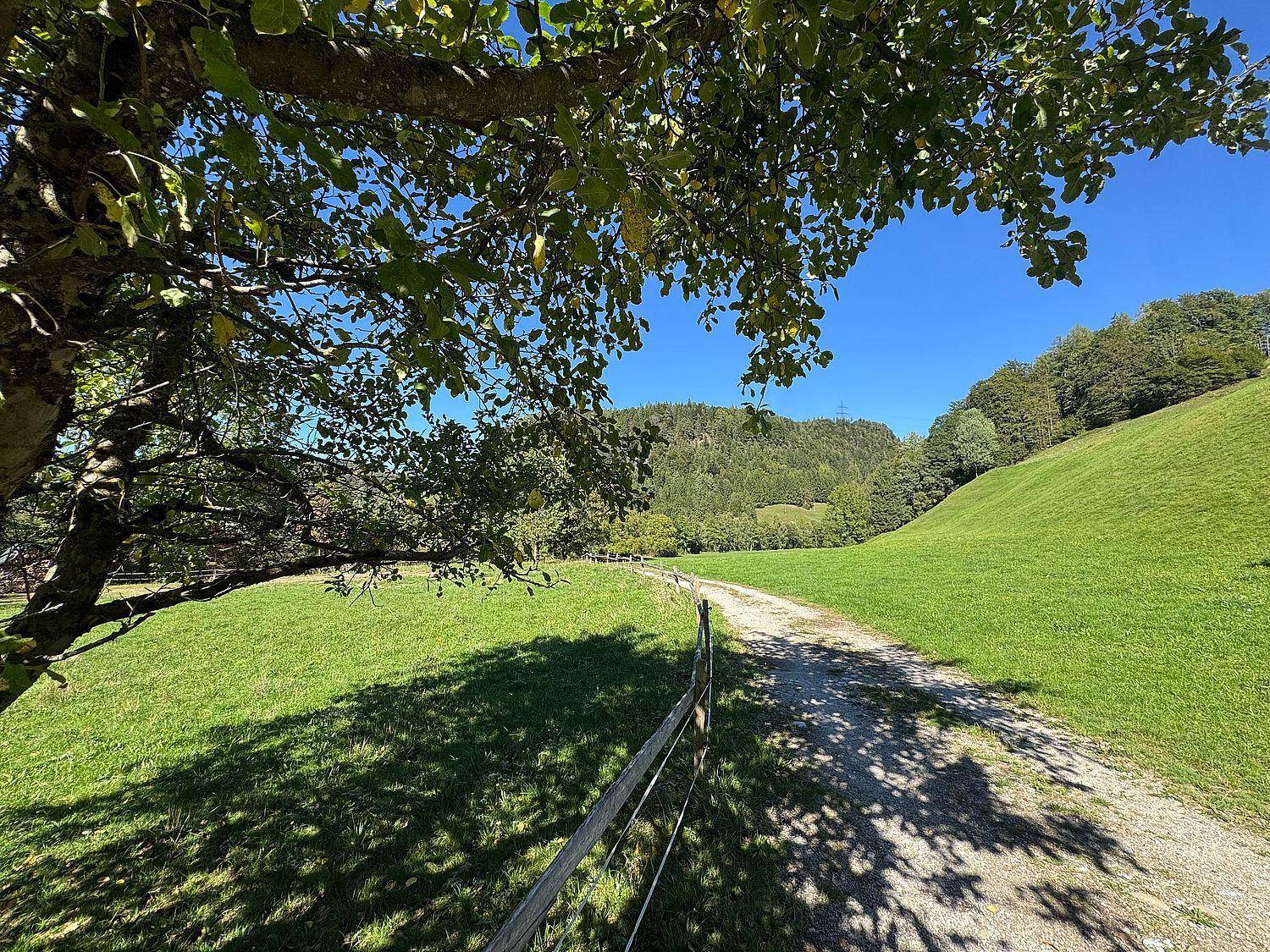 Idyllischer Feldweg durch grüne Wiesen, gesäumt von Bäumen und einem Holzzaun.