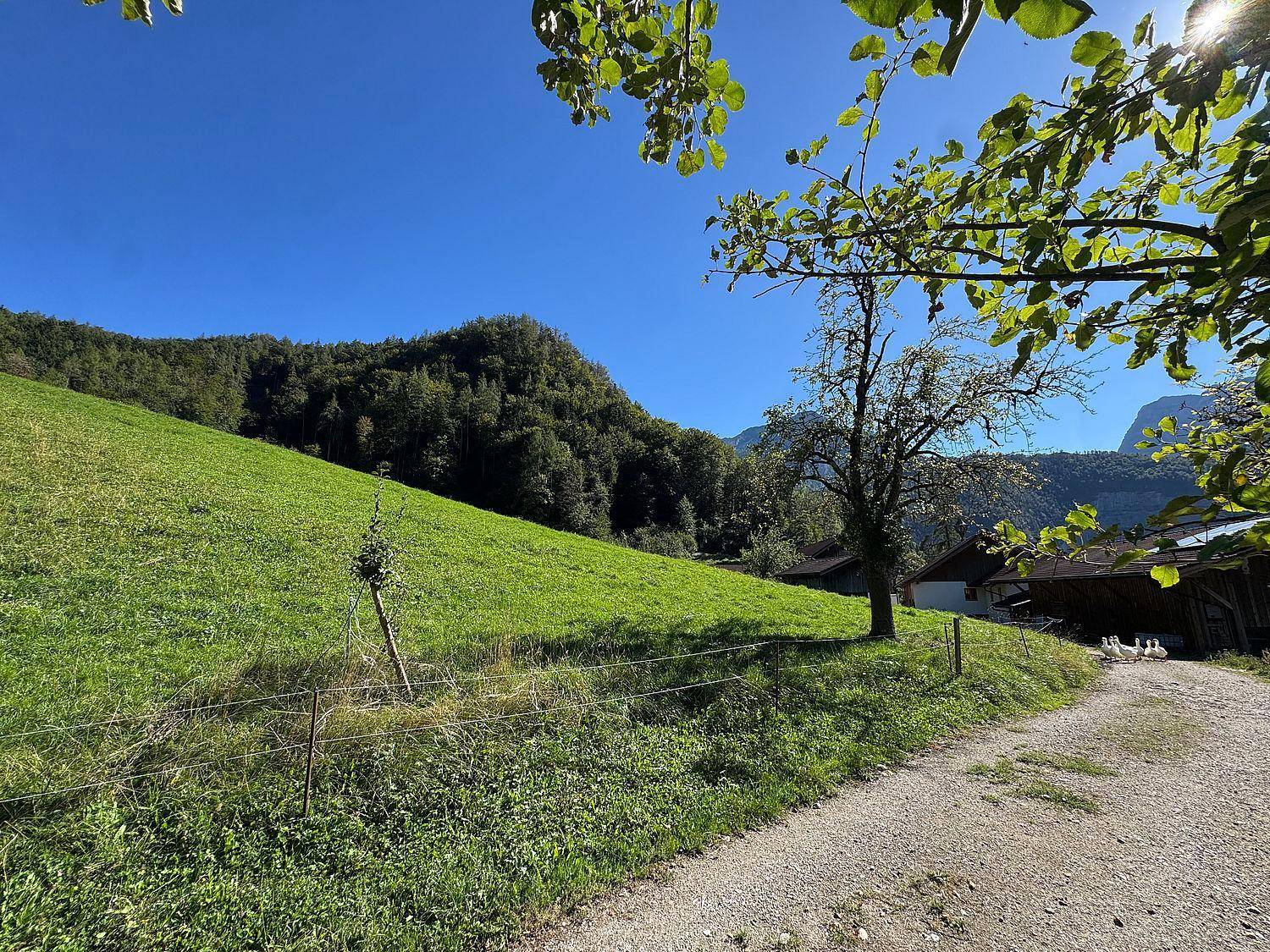 Weitläufige grüne Hügellandschaft mit vereinzelten Bäumen und Gebäuden im Hintergrund.