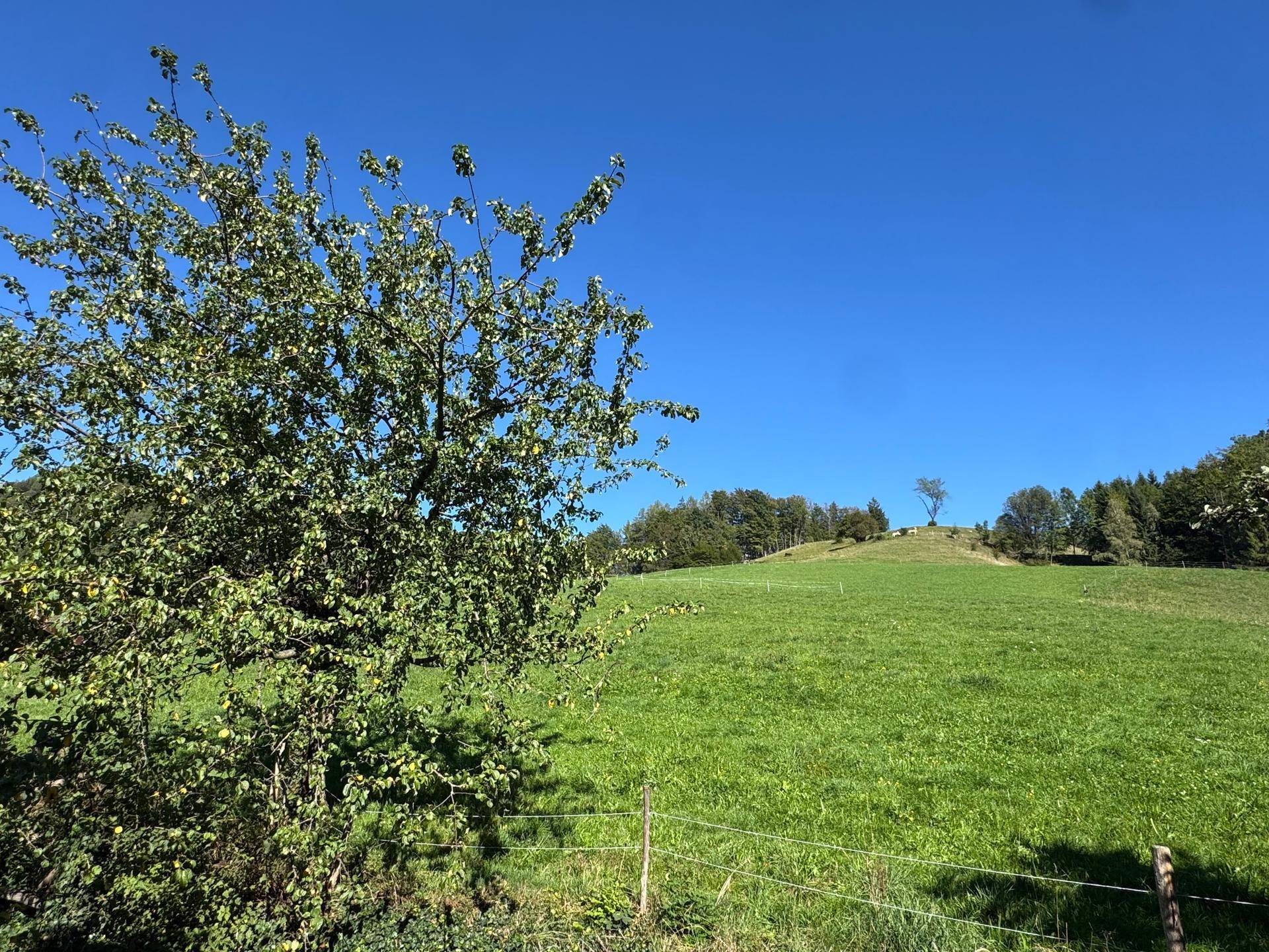 Sanfte grüne Hügel unter einem weiten blauen Himmel mit einem einzelnen Baum im Vordergrund.