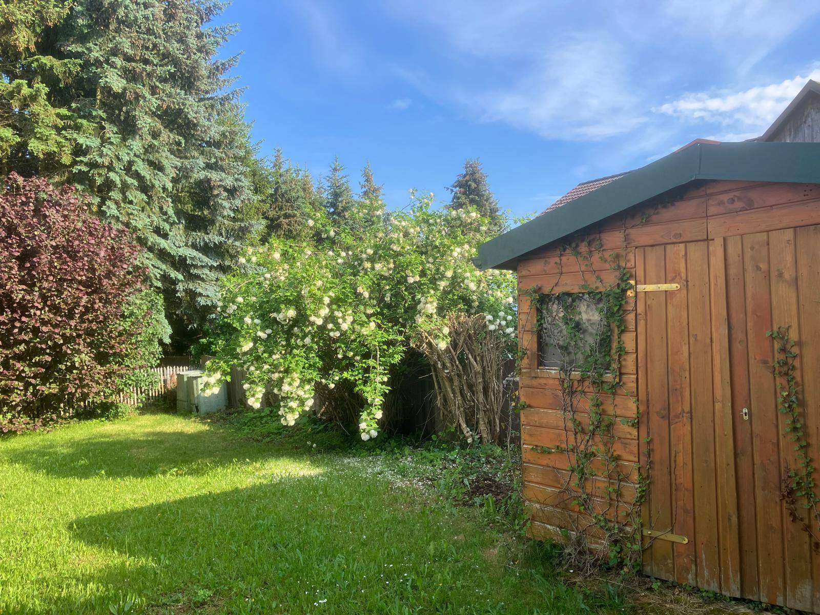 Sonniger Gartenbereich mit blühenden Sträuchern, einem Holzschuppen und hohen Nadelbäumen.