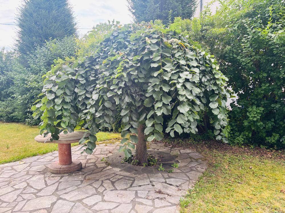 Einzigartiger Zierbaum mit hängenden Ästen auf einer gepflasterten Fläche im Garten.