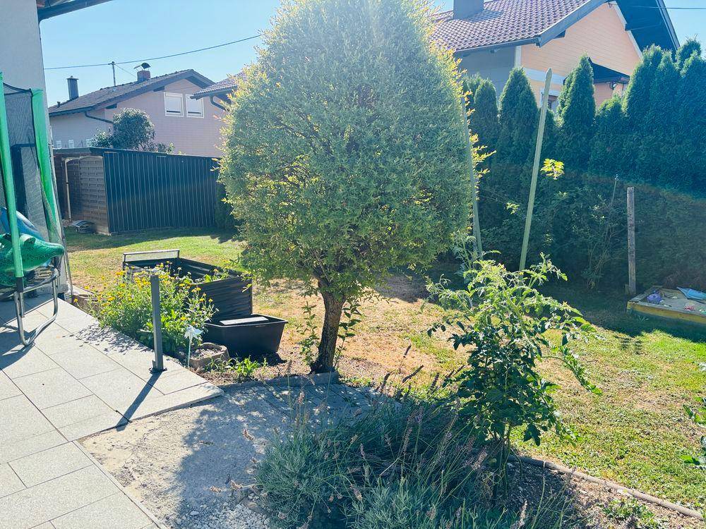 Gepflegter Garten mit einem Baum, Hochbeeten und einer grünen Hecke im Hintergrund.