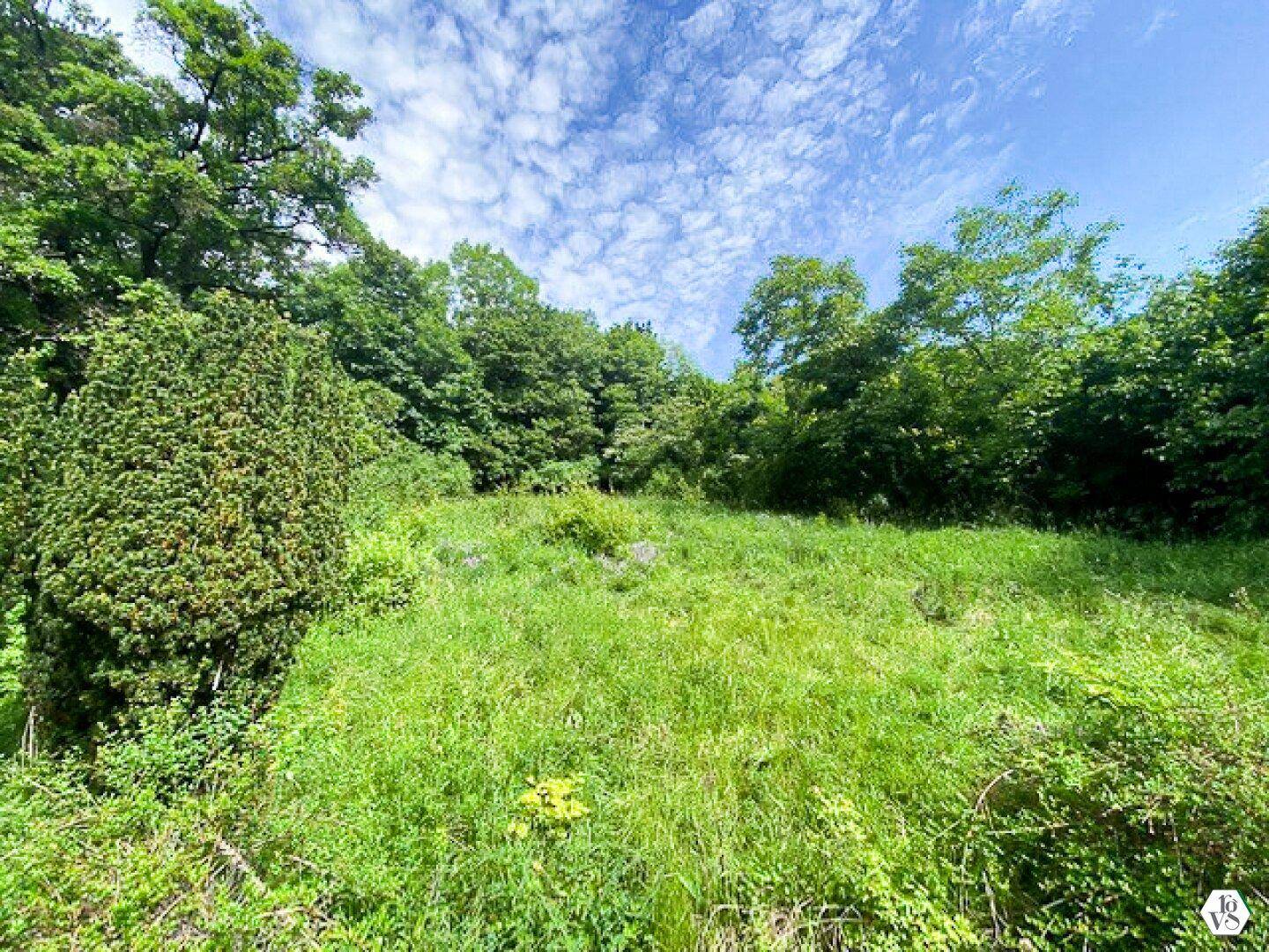 Naturbelassener Gartenbereich mit hohem Gras und üppigem Baumbestand unter einem bewölkten Himmel.