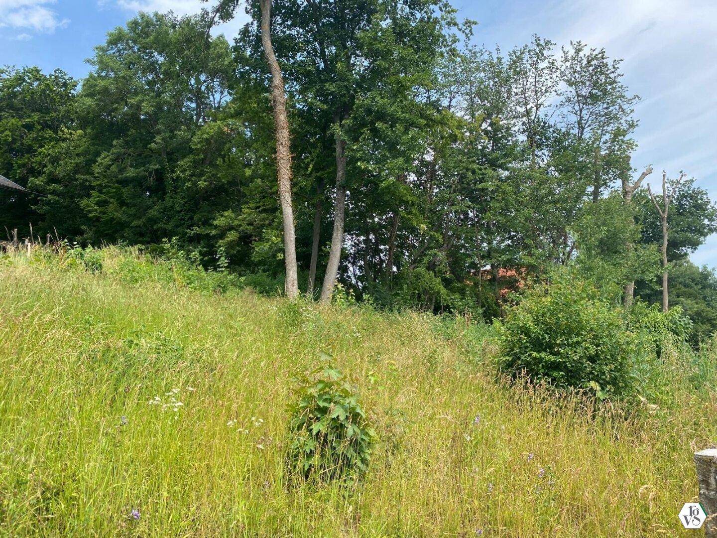 Ungepflegter Gartenbereich mit hohem Gras und verschiedenen Bäumen im Hintergrund unter blauem Himmel.