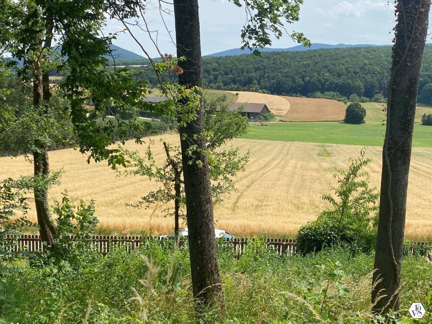 Malerischer Blick auf goldene Felder und dichte Wälder, eingerahmt von Baumstämmen im Vordergrund.