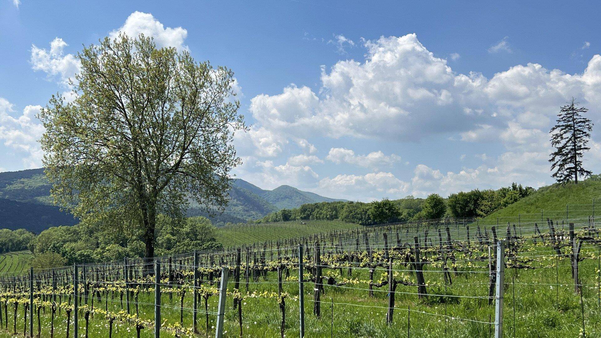 Weitläufige Weinberge unter blauem Himmel mit einem Baum und Bergen im Hintergrund.